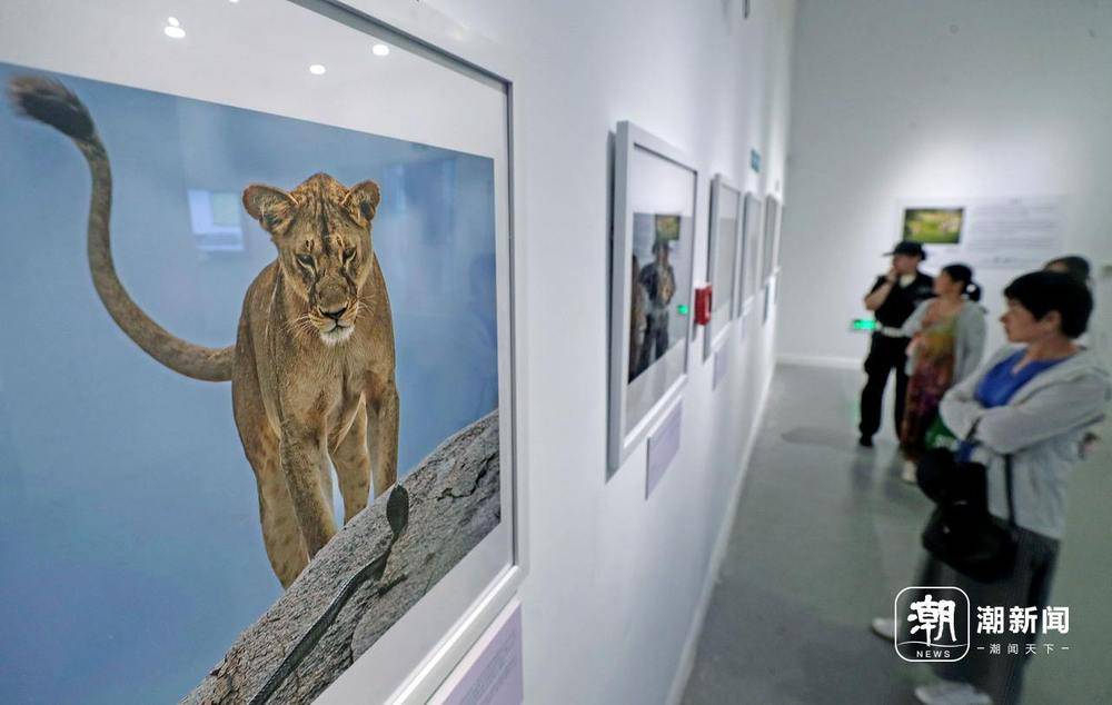定格自然之美！国际野生生物摄影展亮相杭州