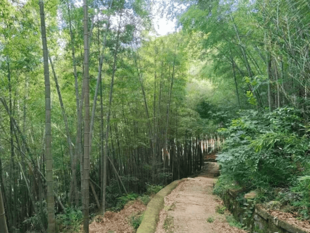 12元/斤，夏日顶鲜！杭州人的餐桌少不了它，吃法毛多嘞！
