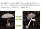 郑州一火锅店菜单现剧毒“白杆杆”？店家称正规渠道采购，当地市监未接到相关投诉