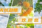 勐腊国学 | 普洱茶古六大茶山之倚邦茶山