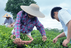 观田间采茶劳作，探产销完整茶链｜我院 “笃志向善” 突击队深入茶乡全产业链调研