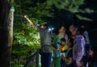 香山奇妙夜，寻访“山林夜客”！北京夏夜好去处