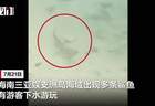 三亚蜈支洲岛近海现多条鲨鱼 景区称为人无害