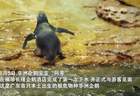 广东首只极危物种非洲企鹅宝宝在横琴长隆诞生