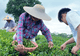 观田间采茶劳作,探产销完整茶链|我院 “笃志向善” 突击队深入茶乡全产业链调研