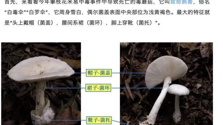 郑州一火锅店菜单现剧毒“白杆杆”?店家称正规渠道采购,当地市监未接到相关投诉