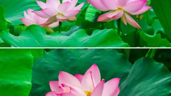 夏游都江堰,观荷塘清韵,赏紫色浪漫