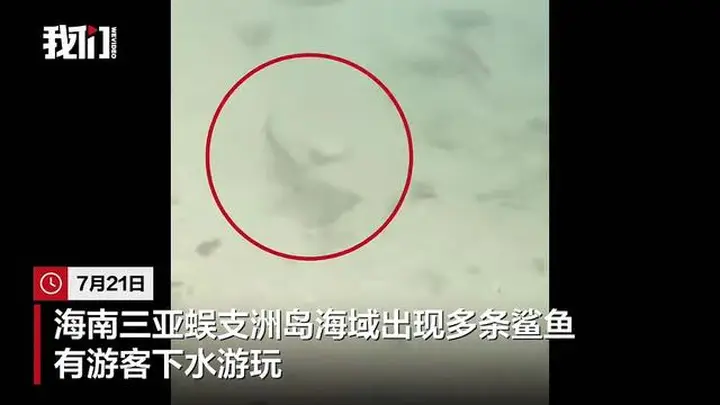 三亚蜈支洲岛近海现多条鲨鱼 景区称为人无害