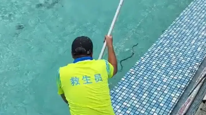 广东清远一景区泳池发现菜花蛇 工作人员称无毒已处理