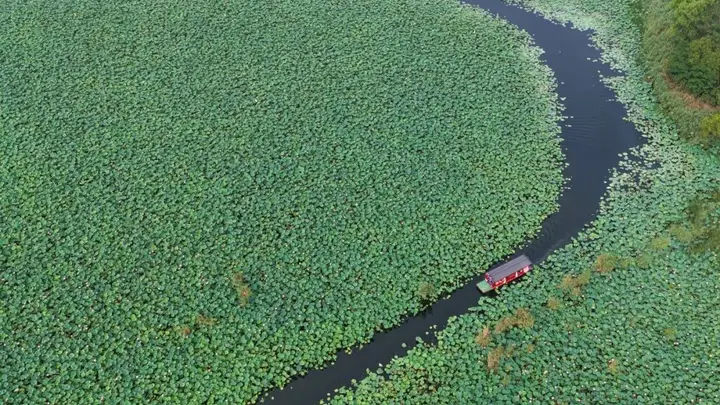 雄安圈头荷塘游船活动7月启幕 盛夏水乡赏荷揽景游