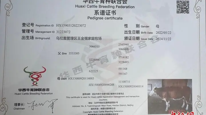 当华西牛成为全国拍卖会上的“主咖”