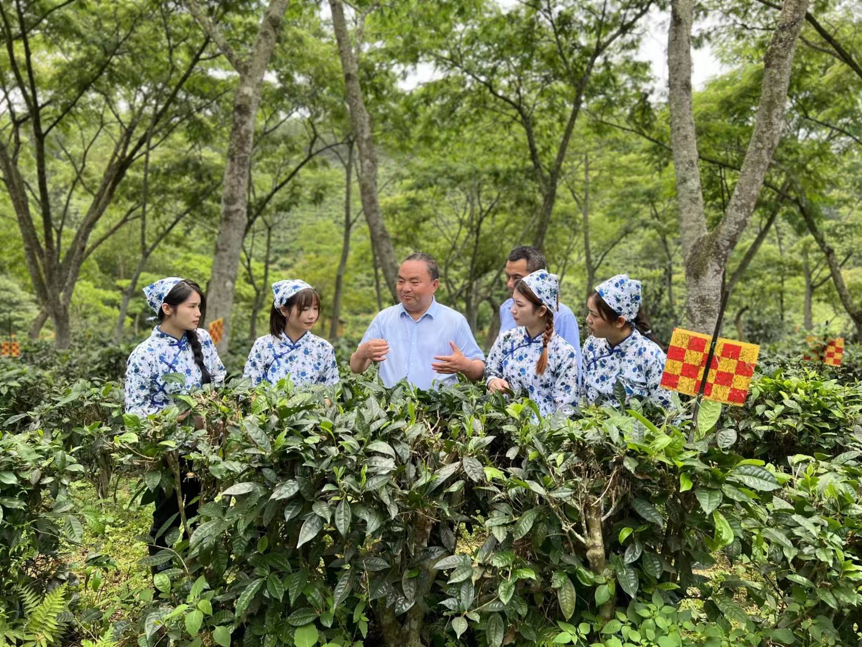 理论创新赋能茶产业｜罗大友《搭建“四茶体系” 推动茶产业高质量发展》刊发《中国企业报》