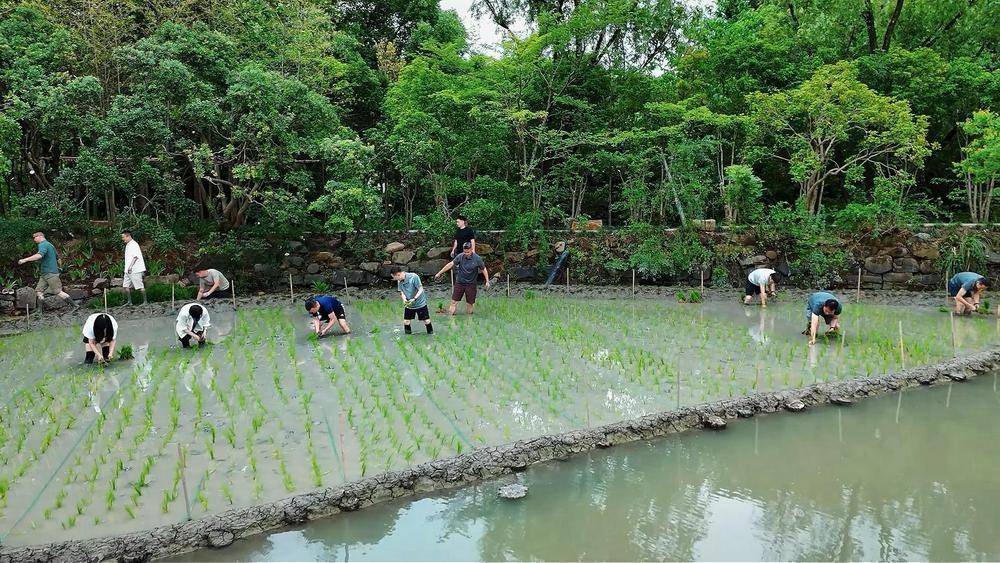 阿里管理层团建插秧，周靖人传离职后现身