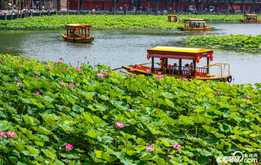 绝美！粉嫩荷花次第开 北海公园荷塘诗意盎然
