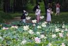 圆明园第三十一届荷花节打造夏日文旅盛会，千亩荷花迎最佳观赏期
