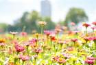 8月7日相约北京通州潞邑花海花间云趣乐园 开启遛娃观影拍大片的夏日浪漫时光