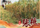 (图表·海报)中国之城丨甘肃张掖:“蜂腰之地”山河万象