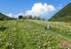 重庆涪陵：百亩高山绣球花开满山野