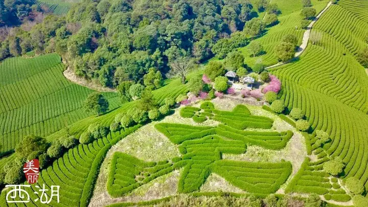 西湖深处藏着的“红茶秘境”,究竟有多绝?