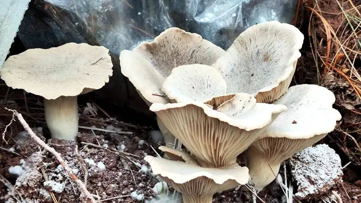 【美文】越西的菌子