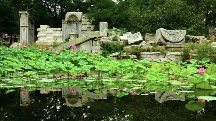 漫谈圆明丨最忆圆明荷花香