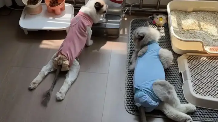 数千只猫吃同款猫粮后瘫痪?伯纳天纯:无法认定存在直接关联