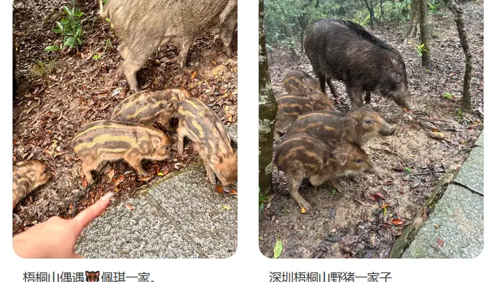 “拖家带口”向游客讨食，深圳知名景区紧急提醒