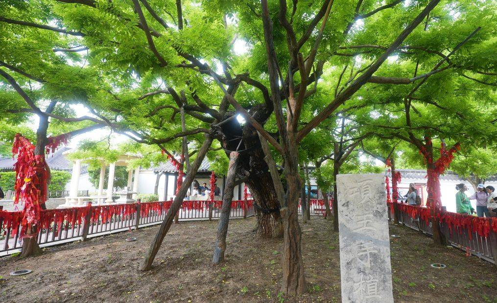 文旅新探丨项王故里：千年古槐新景观