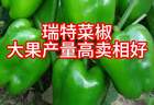 瑞特菜椒甜椒柿子椒种子