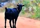 东山羊肉的千年传奇：从灵山秀水到人间至味