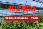 沈阳周末去哪玩 浆果采摘园选择参考