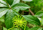 从山林到餐桌 | 森林“元气草”刺五加，药食同源的正确打开方式