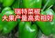 瑞特菜椒甜椒柿子椒种子