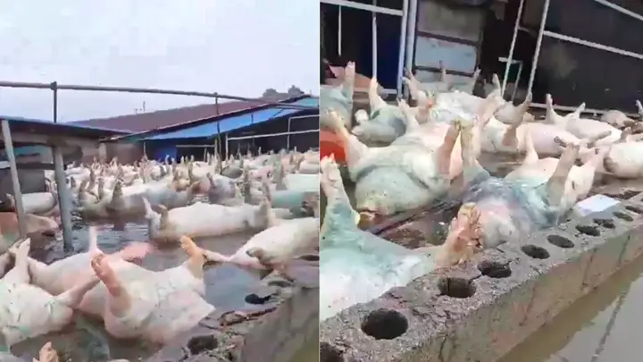 广西宾阳一养猪场被淹数千头死猪漂浮水面?当地回应:属实,正在处置
