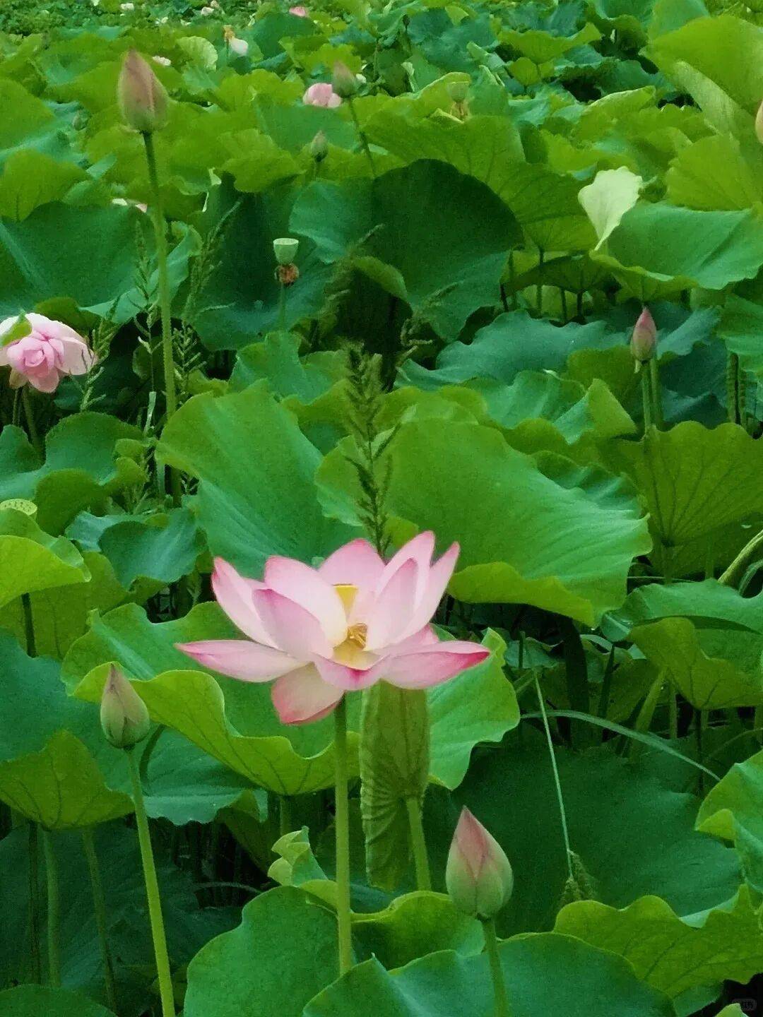 十堰人的夏天，藏在这几片「荷塘」里→